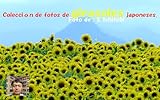 Exposición fotográfica de girasoles japoneses.: Colección de fotografías de girasoles tomadas por el fotógrafo japonés S. Ishitobi (Spanish Edition)