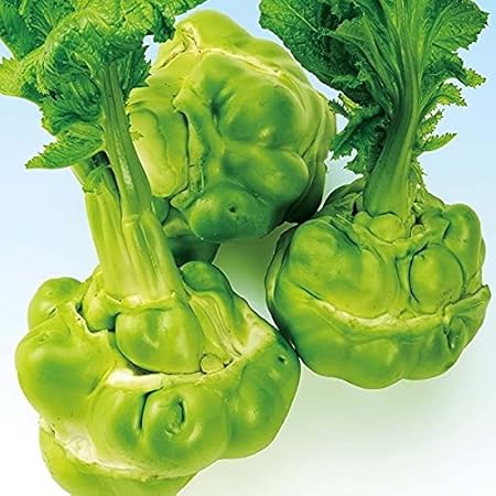 Amazon 種子 ザーサイ 1867 野菜