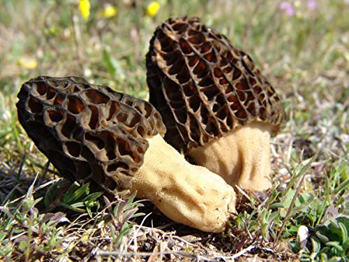Kira Seeds - Black Morel Mushrooms Spores - Heirloom - Gmo Free #TOP3