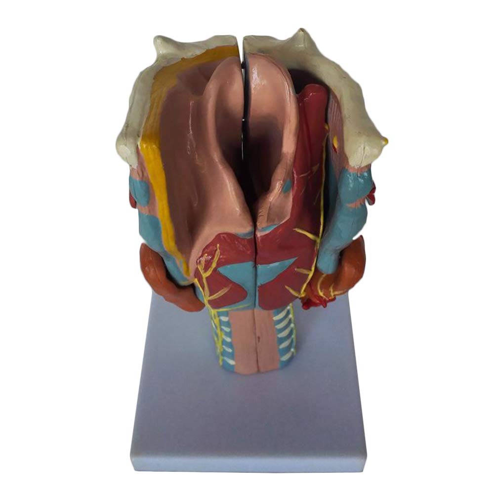 Sjdopulse Enlarged Larynx Anatomical Model - Human Organ Anatomical Model Larynx Model - Removable 7 Parts Medical Teaching Model - For Study Display Teaching Medical Model