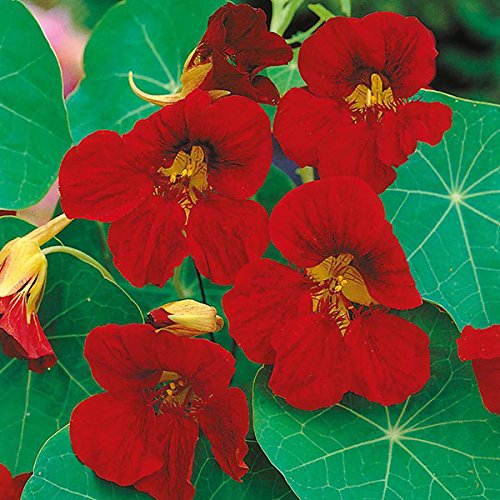 Rare Exotic " Tip Top Velvet " Nasturtium 5 Seeds Pack for growing-image-25