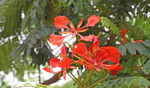 Pianta Delonix regia, albero del fuoco, foto reali