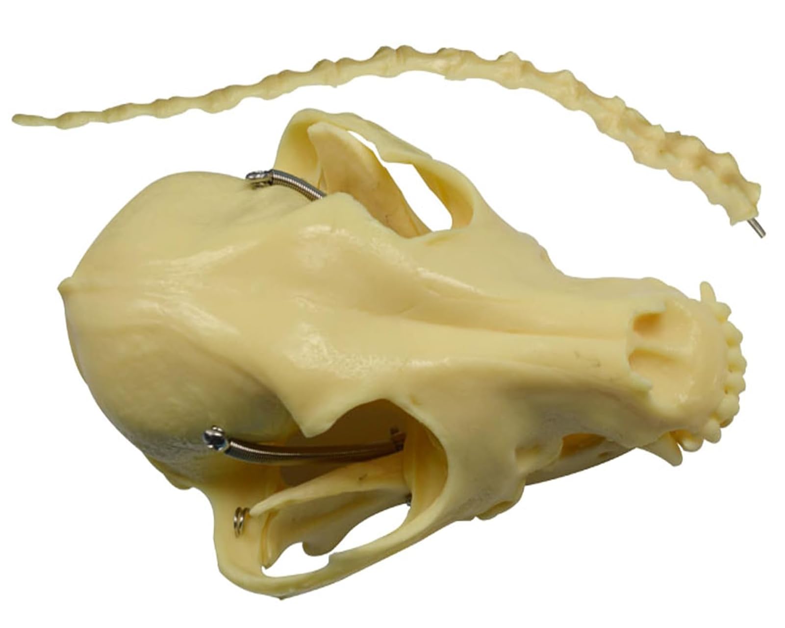Model szkieletu psa - rozmiar 64 cm medyczny anatomiczny szkielet psa do nauczania weterynarii i prezentacji