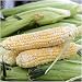 160 Seeds, Sweet Corn"Butter & Sugar" (Zea mays) Seeds By Seed Needs