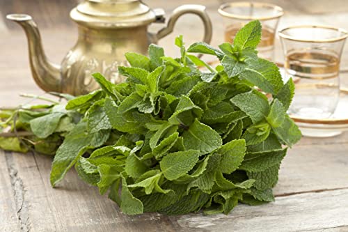 Seedsup - 1000+ Peppermint (Mentha X Piperita) Mint Medicinal - Herb Green #TOP6