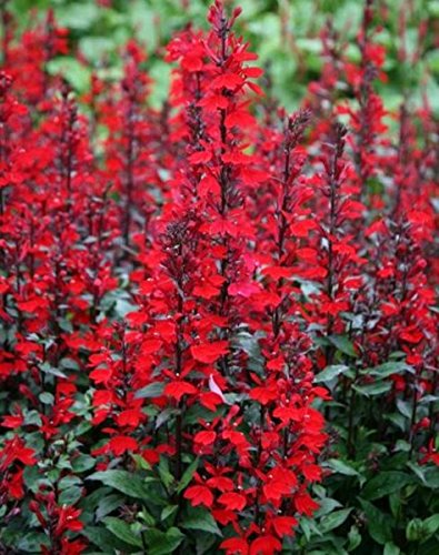 Lobelia 'Starship Scarlet' Perennial (Large) Plug Plants Pack x6