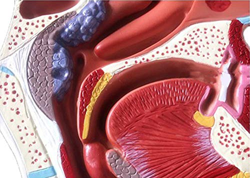 Modèle anatomique de nez pathologique avec détails des sinus AMITD - 4