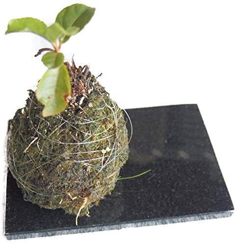 Amazon.co.jp: 石板 御影石の置き石 プレート皿 石の飾り台 長方形