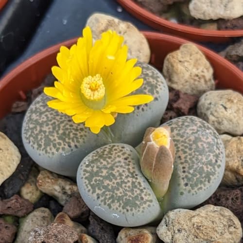 Lithops localis - Sunnyplants, Lithops rares, Plantes Lithops, Plantes succulentes, Plantes Lithops localis, Pierres vivantes, Lithops
