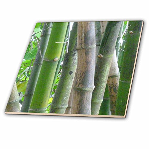 3dRose ct_20999_7 Pure Bamboo Glass Tile, 8-Inch