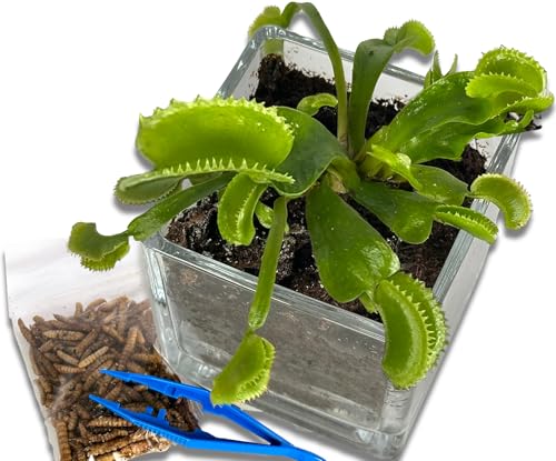 Venus Fly Trap Live Plant with 2.5