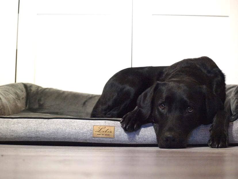 Lebon - Hundebett Balou Plus - Orthopädisch - Bis 90 Grad waschbar - 100x80cm - Dicke Liegefläche - Hochwertig und Made IN EU