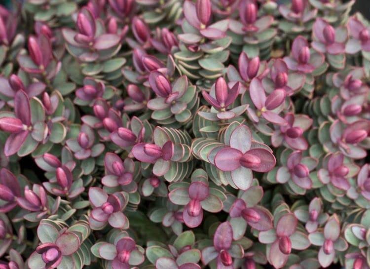 [x4] Hebe Red Edge | Hardy Evergreen Shrub | Flowering Garden Shrub | 9cm Pot |