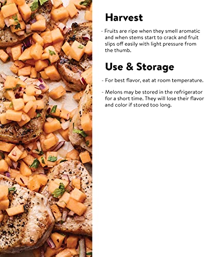 Burpee Ambrosia Cantaloupe Melon Seeds 30 Seeds #TOP3
