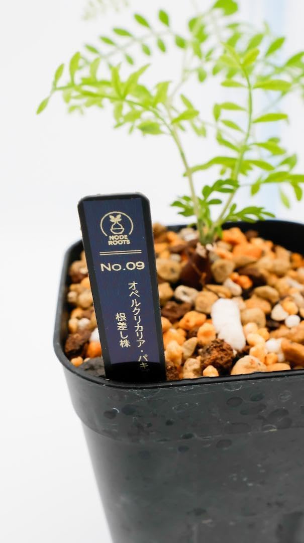 ゴダンG-tour limited arctic blue エレガット ゴダンG-tour