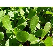 5000 Green Purslane Seeds Healthy Herb Portulaca Oleracea - Non-GMO - Always Fresh Seeds!
