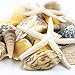 CYS EXCEL Seashell Assorted Mix with Pencil Finger Starfish (Approx. 30 PCS, 2