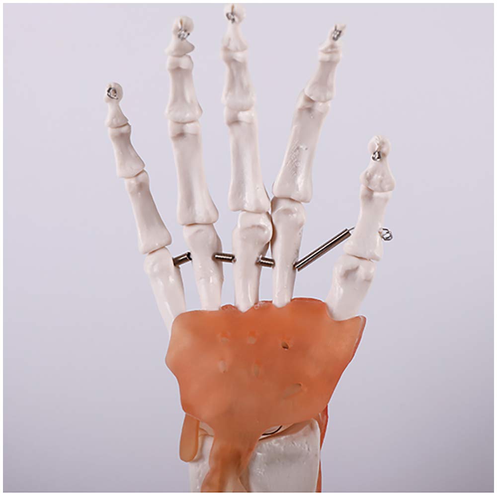 sjdoPulse Human Hand Skeleton Model - Life-Size Anatomical Skeleton Hand - Hand Skeleton Model - for Orthopedics Teaching Demonstration Model (B)