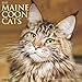 Just Maine Coon Cats 2020 Wall Calendar
