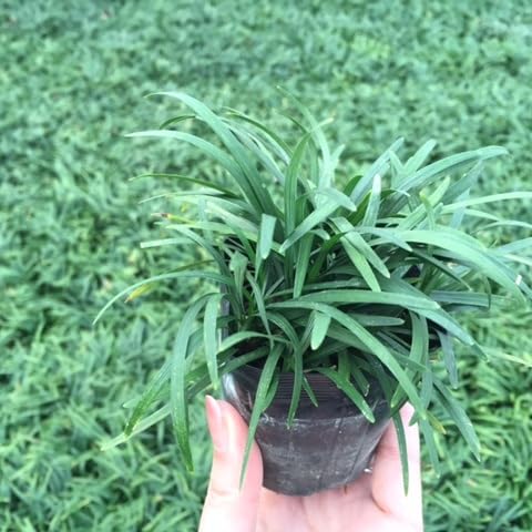 Amazon.co.jp: タマリュウ（玉竜） 【80Potセット】 下草苗