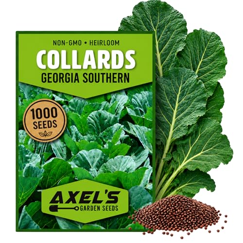 Collard Green Seeds for Planting - 1000+ Heirloom Non-GMO Georgia Southern Collard Seeds - Leafy Greens for Home Vegetable Garden Brassica oleracea