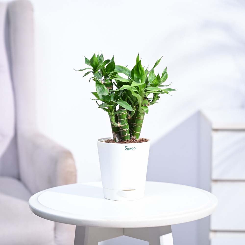 UGAOO Lotus Lucky Bamboo Plant 5 Sticks|Indoor Live Plant with Self watering Pot for Living Room, Home, Office, Table, Kitchen & Desk Decor | Feng Shui Plant (B0DG2Z9FNK) Amazon Price History, Amazon Price Tracker