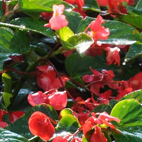 Dragon Wing Red Begonia Pelleted ~10 Seeds – Begonia x hybrida – Non-GMO Hybrid Annual – 119–133 Days to Maturity – Shade-Loving Scarlet Blooms – Indoor & Outdoor Flower – Deer Resistant – Zones 3–10