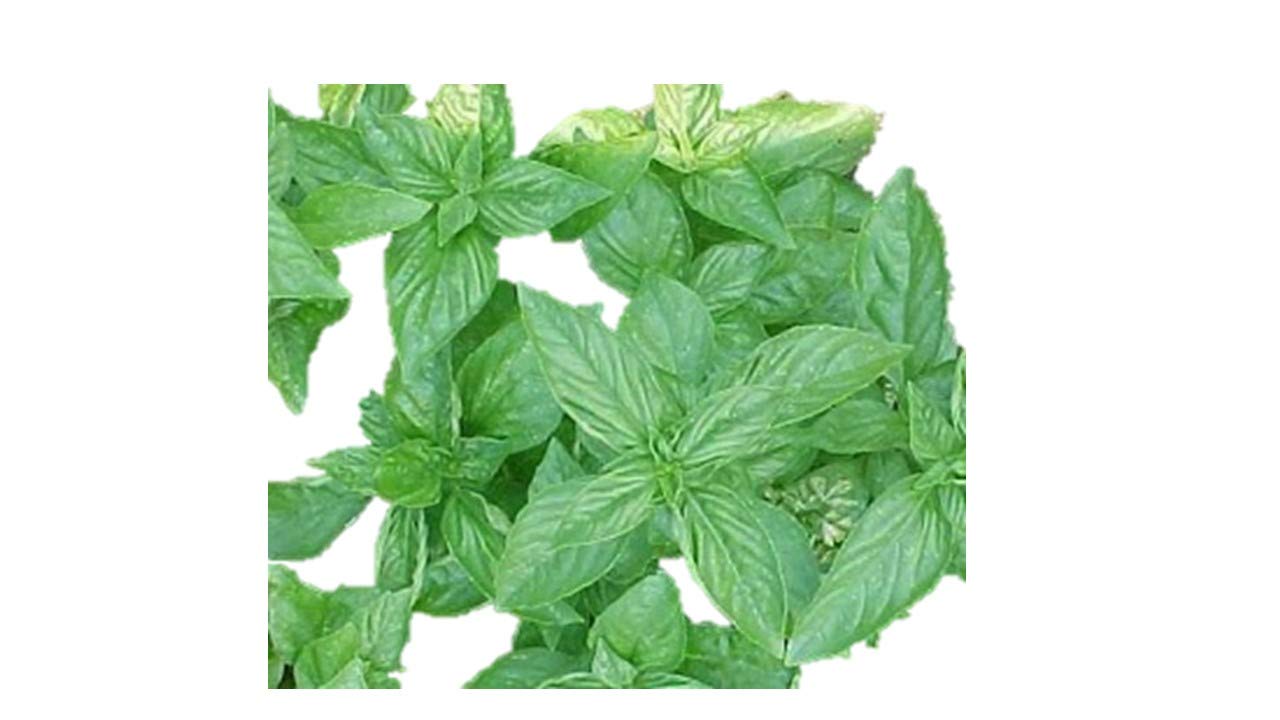Amazon.co.jp: 植物種子 レモンバジル 種 125粒 : DIY・工具・ガーデン