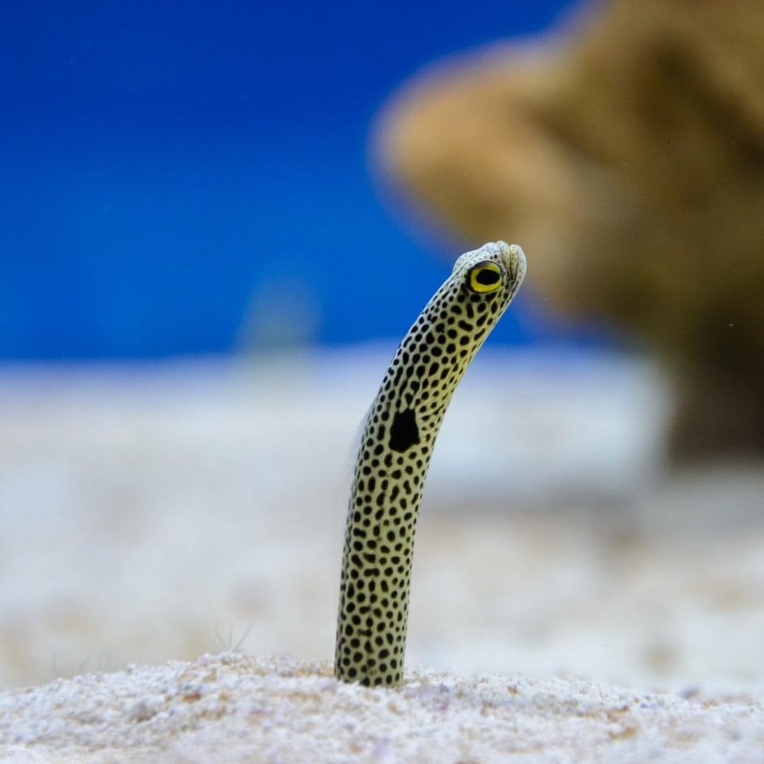 Amazon | チンアナゴ 15〜20cm｜海水魚・アナゴの仲間｜MASUKO出荷 (1