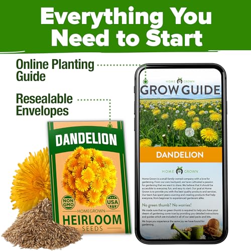 Image of HOME GROWN Dandelion Seeds for Planting 600 Heirloom Medicinal Herb Seeds (~0.3g) Non GMO Grow Edible Leaves and Flowers for Remedies or Wildlife (Taraxacum officinale)