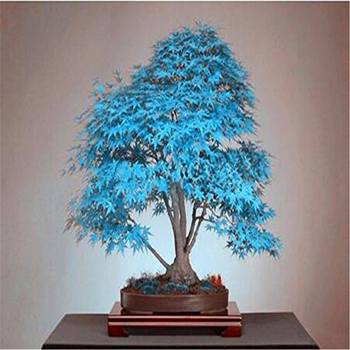 semillas del árbol de arce azul 10 bonsai semillas de árboles bon...