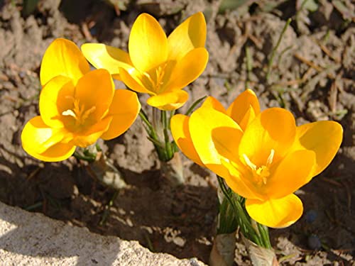 Image of IMP. Saffron | Crocus Excellent Quality Flower Bulbs for Attractive Aromatic Flowers Home Outdoor Gardening Plants Flowering Bulbs (pack of 12, Golden Crocus)