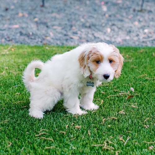 image for My Pet Peed 32 oz Spray (2 Pack) Pet Stain & Complete Odor Eliminator,