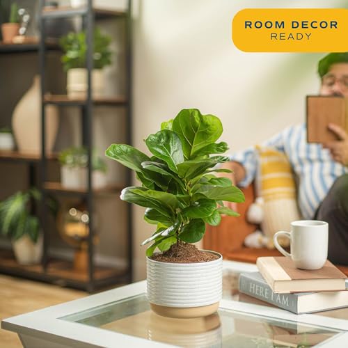 Baby Fiddle Leaf Fig Plant in Decorative Pot - Image 3