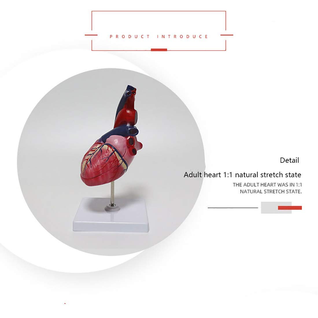 Modello di Cuore Anatomia, Formato di Vita Modello Cuore Umano Anatomia elementare 2 Parti Modello di Cuore per la Scienza Display Strumento didattico