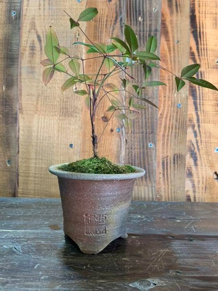 Amazon.co.jp: 蘭鉢 備前焼 植木鉢 果肉植物① : DIY・工具・ガーデン Amazon.co.jp: 蘭鉢 備前焼 植木鉢 果肉植物① : DIY・工具・ガーデン
