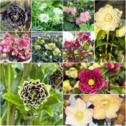 Rosales navideños resistentes - semillas resistentes para el jardín de jardín rosas navideñas de interior balcón - Serie raras Rosa Navidad 200pcs