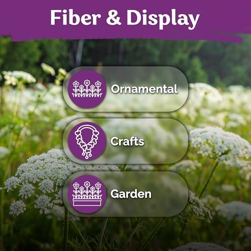 KVITER 1000 White Queen Anne's Lace Seeds (Ammi Majus) – Bishop Flower, Heirloom, Non GMO & Wildflower, False Queen Annes Lace – Pollinator-Friendly Flower Seeds to Plant Outside in Any Garden - 5
