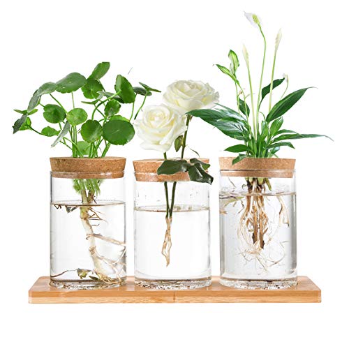 Desktop Plant Terrarium Propagation Station- 3 Pcs Tabletop Glass Planter Water Planting Glass Vase with Lid & Wooden Stand for Growing Hydroponic Plants Home Office Table Decorationâ€¦