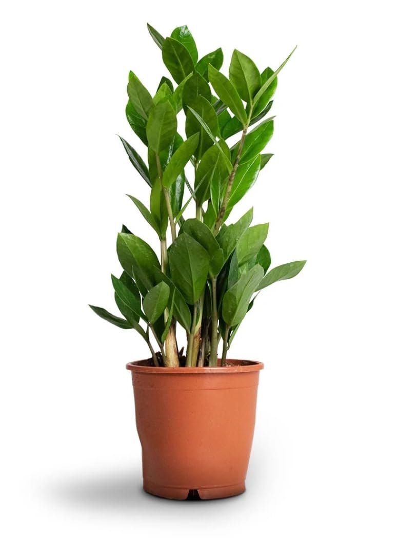 Zamioculcas Zamiifolia Indoor House Plant, Air Purifying, 35 cm Height, 12 cm Pot
