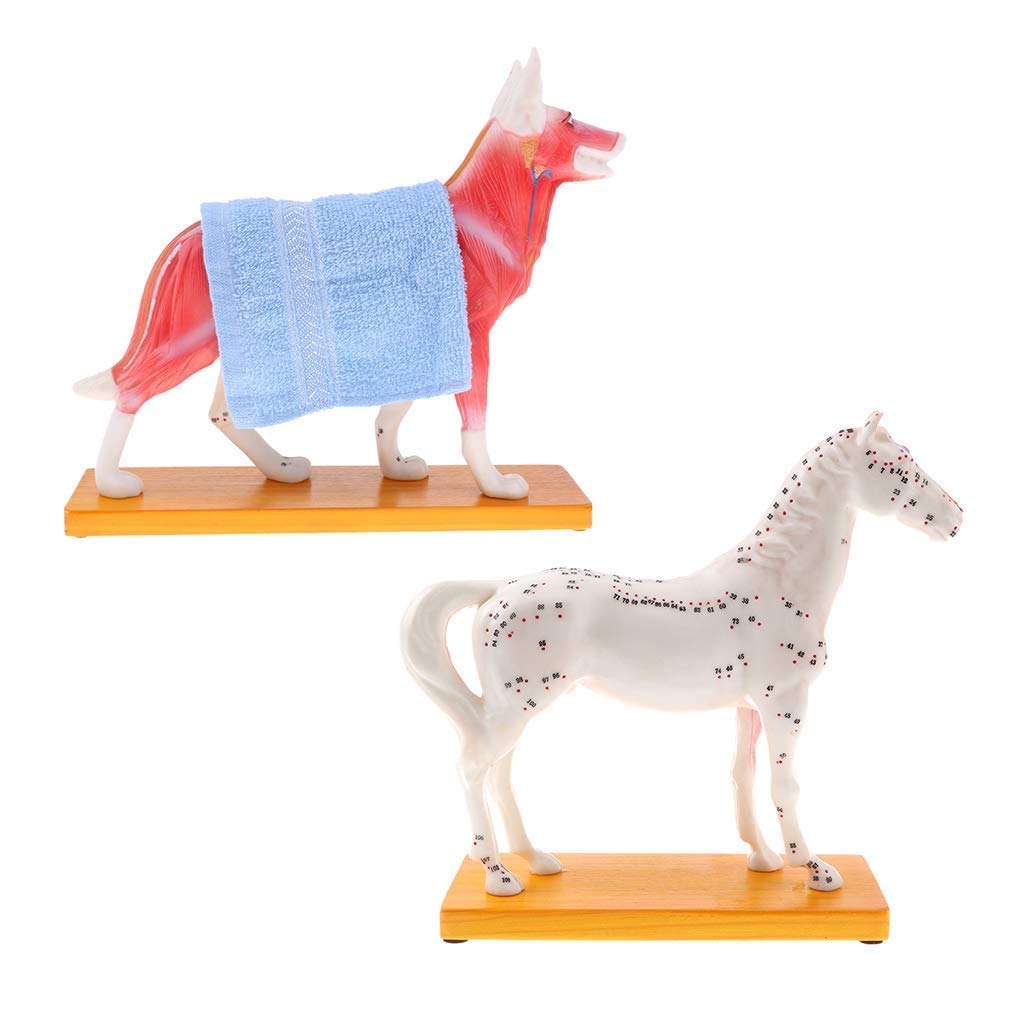 Kit de Modelo de acupuntura Animal, Modelo de exhibición Educativo para Perros/Caballos para Escuela/clínica de Veterinaria