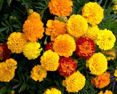 Indica Super Agri Green Marigold Mixed Flower 50 Seeds pack1 Kitchen Garden Pack (B01E2BKL4C) Amazon Price History, Amazon Price Tracker