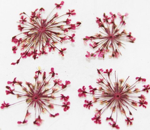 Zink Color Nail Art Dried Flower Babysbreath Deep Pink 4Pc Embellishment