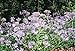 Seedville Phacelia Purple Tansy Lacy Fiddleneck Flowers, 300 Seeds