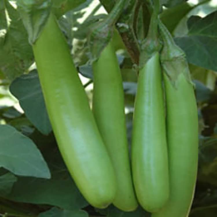 LIVE GREEN Brinjal Green Long F1 Hybrid Seeds Small Pack (B0995GMPQ7) Amazon Price History, Amazon Price Tracker