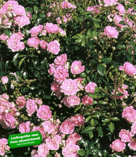 BALDUR Garten 1x Rose 'The Fairy', Pflanze im 9x9 cm-Topf, Bodendeckerrose, winterhart, mehrjährig, blühend, Schnittblume, Rosa Hybride, Beetrose, große Blütenfülle, Bodendeckerrose