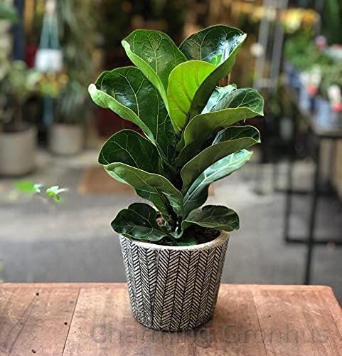 Charming Gronhus Live Ficus Lyrata Live Plants Fiddle-Leaf Fig,Indoor Plant Ship In Grower Pot Fresh From Our Farm With Black Plastic Pot (B0CTCY9CG6) Amazon Price History, Amazon Price Tracker