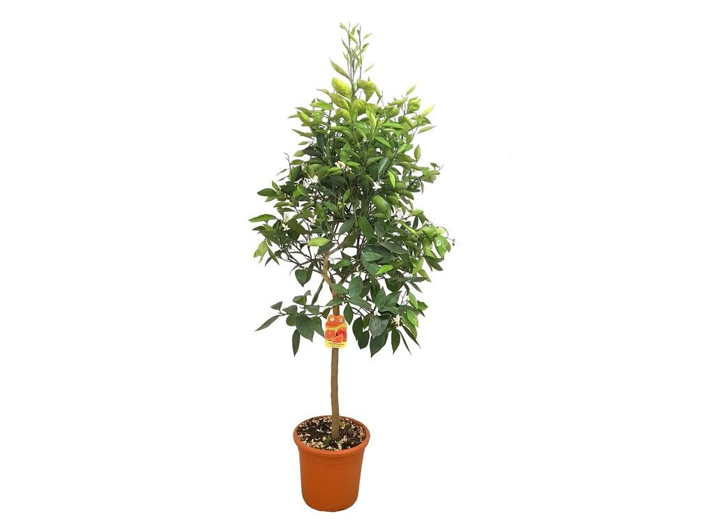 Garden Center Shop | Naranjo Washington Copa M26 100-120 cm | Árbol cítrico ornamental y productivo | Naranjas dulces sin semillas | Ideal para huertos urbanos y jardines mediterráneos