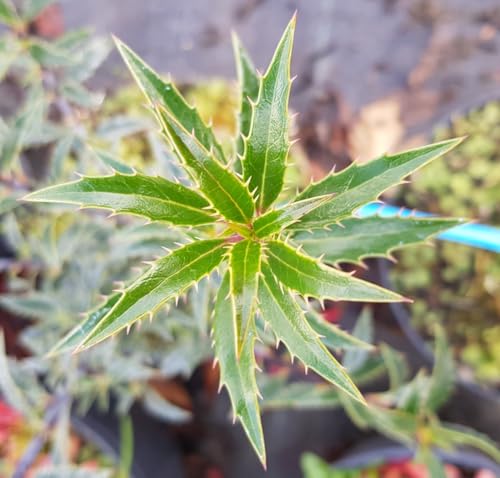Ilex aquifolium 'Myrtifolia' / Houx à feuilles de Myrte/Conteneur de 2 à 2.9 litres/Arbuste Persistant