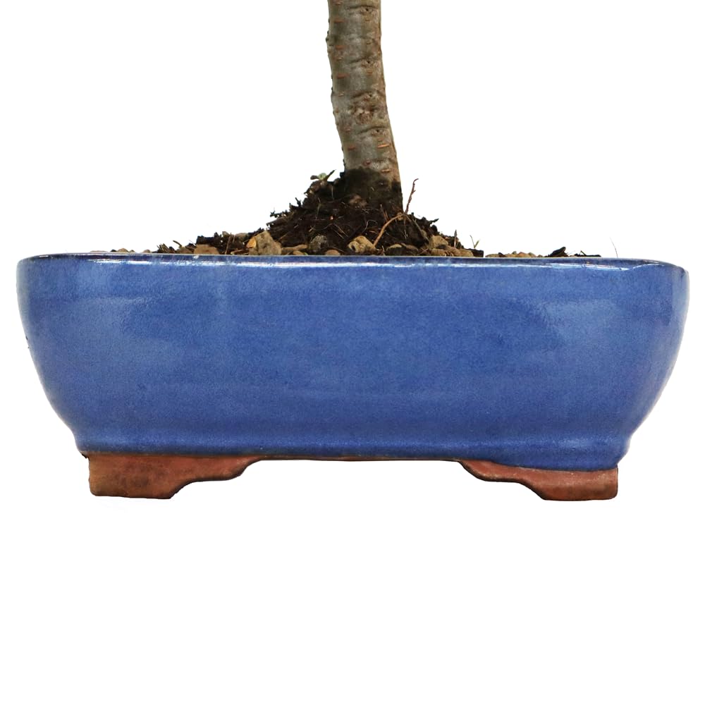 KENTIS - Bonsaï Zelkova - Bonsai Plante Naturelle Exterieur Intérieur - Plantes d'Appartement Balcon Terrasse - H 22/32 cm Pot 19 cm